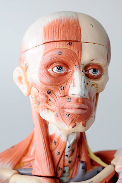 istock facial muscle anatomy 530732251