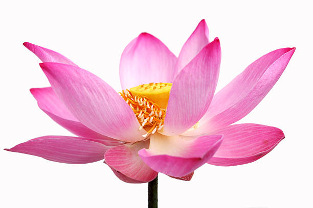 istock lotus flower isolated on white background 530732671