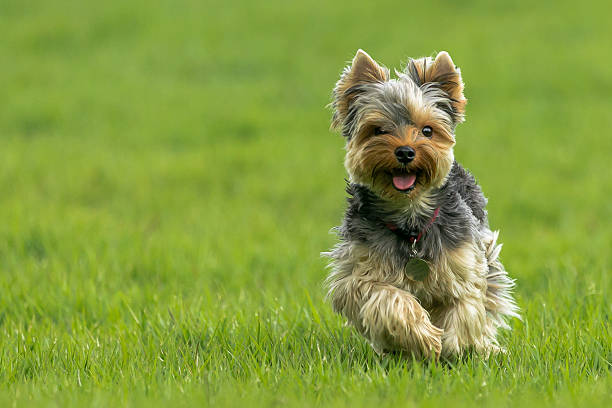 heureux chien en peluche - yorkshire photos et images de collection