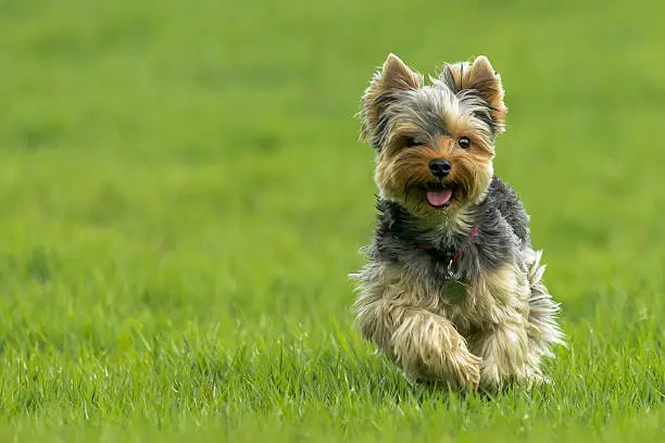 This cute yorkshire terrier (toy dog) is always looking for some fun!