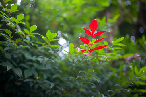 Hojas de Nandina domestica entre verde, rojo photo