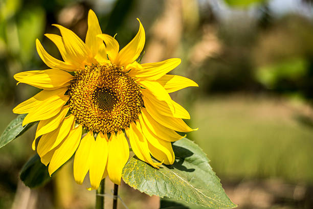 tournesol - sunflower gold single flower formal garden photos et images de collection