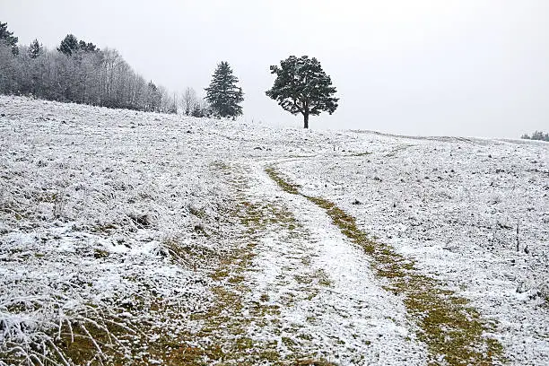 Photo of Field in winter