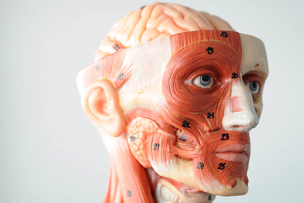 istock facial muscle anatomy 530734359