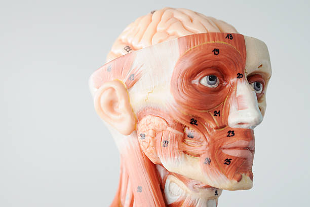 istock facial muscle anatomy 530734361