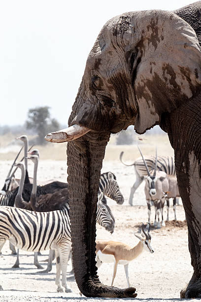 istock African elephants drinking at a muddy waterhole with other animals 530734401