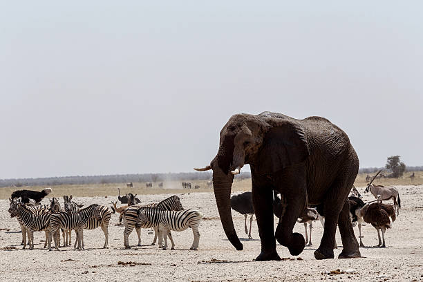 istock Animal trafic on muddy waterhole in Etosha 530734407
