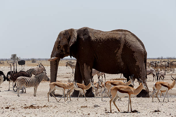 istock Animal trafic on muddy waterhole in Etosha 530734409