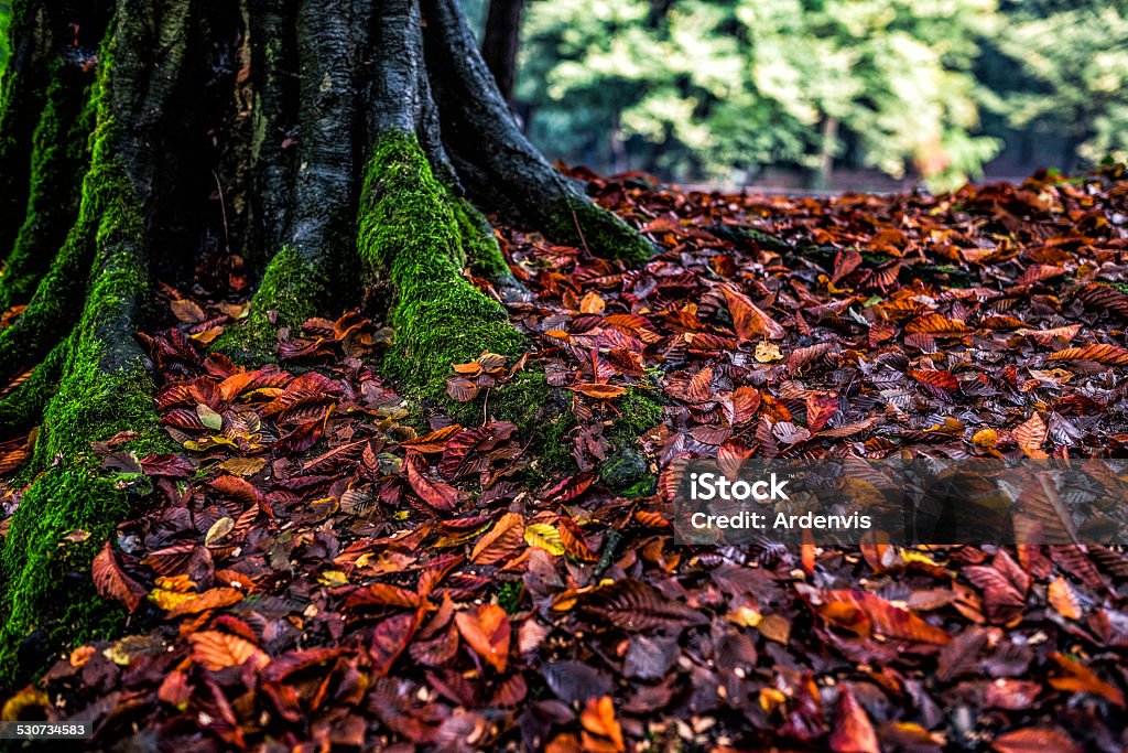 Campo di autunno lascia sotto un albero coperto di muschio - Foto stock royalty-free di Albero