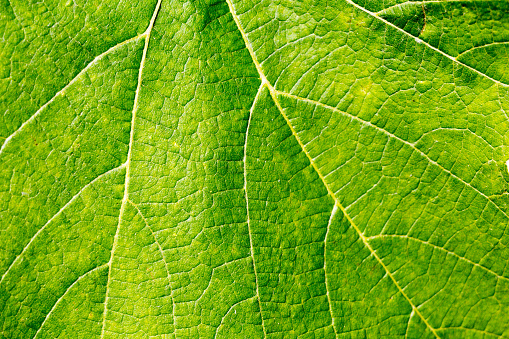 Texture of a green cucumber leaf