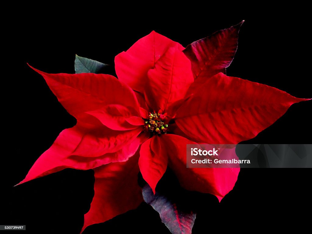 Poinsettia Close up of red poinsettia flowers. Black Background Stock Photo Poinsettia Close up of red poinsettia flowers. Black Background Stock Photo