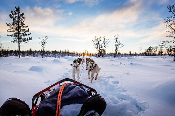 Dog sledding with huskies in beautiful sunset Musher and passenger in a dog sleigh with huskies a cold winter evening. dogsledding stock pictures, royalty-free photos & images