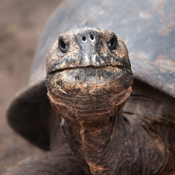 istock Head of the Giant Galapagos Tortoise 530740605