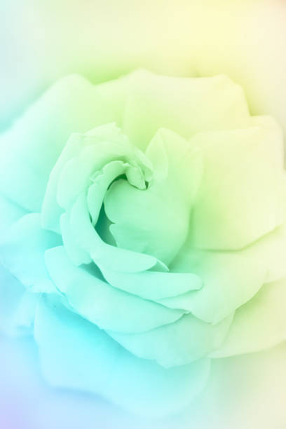 istock Rose flowers background/ vintage spring background 530740717