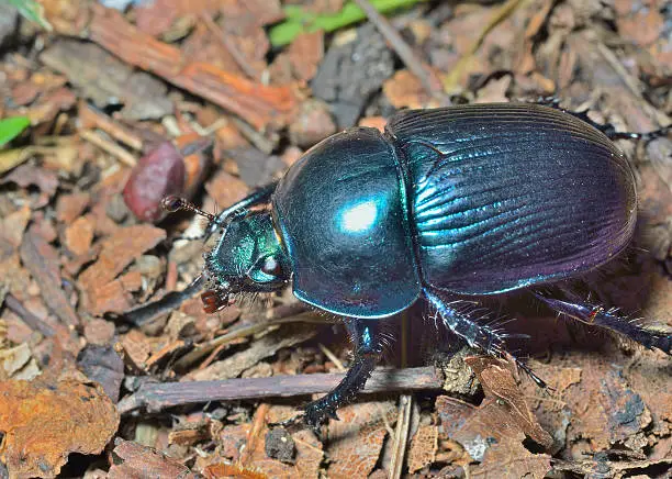 A close up of the dung-beetle.