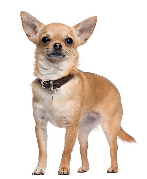istock Chihuahua, 2 years old, standing in front of white background 530740884