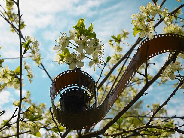 Old film roll close-up hanging on a branch of a plum tree in the middle in spring sunny day, and plum flowers outdoors. Old technologies and eternal values. Nature is not outdated - concept.Branches on a background of blue sky