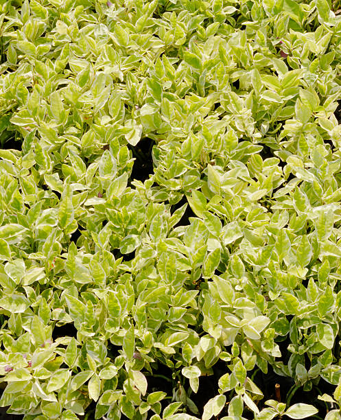 istock flower pots in a plant nursery 530741003