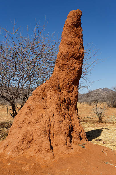 istock Huge red termite mound in Africa 530741077