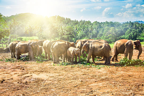 istock Pinnawala elephant orphanage, Sri Lanka. 530741208