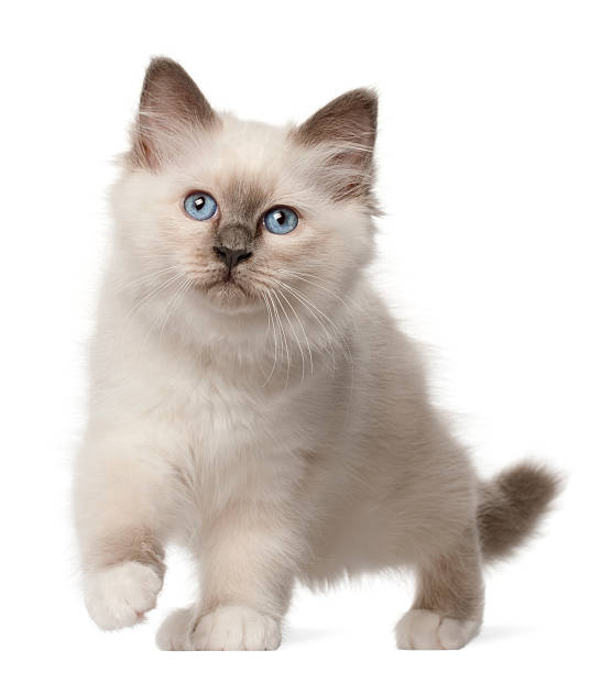 istock Birman kitten, 3 months old, standing 530741250
