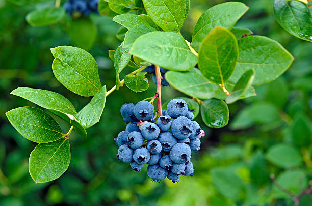 blueberry cluster on bush stock photo