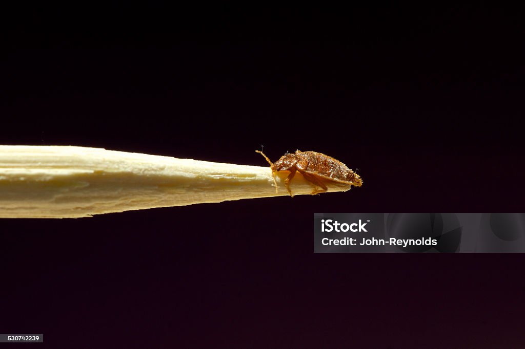 Bed Bug A macro photo of a bed bug on a stick Bedbug Stock Photo