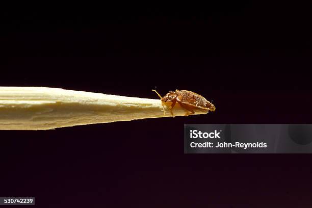 Bed Bug Stock Photo - Download Image Now - Bedbug, Control, Biting