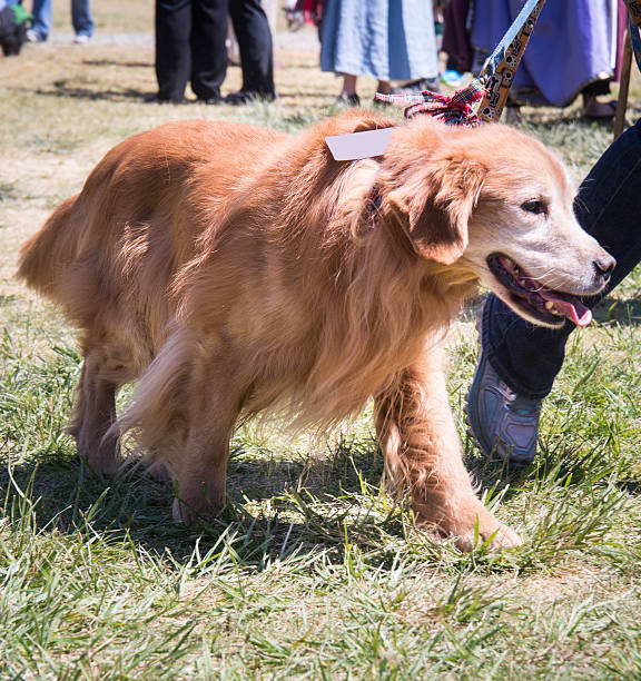 istock Golden retriever 530742294
