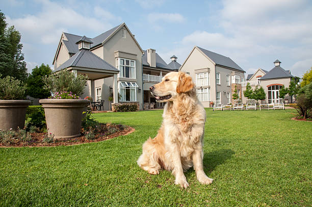 Golden Retriever Sitting