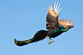 Peacock flying