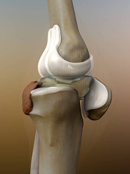 ginocchio umano - human bone forensic science medical scan morphology foto e immagini stock