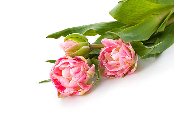 연분홍색 튤립 거짓말 테이블 위. - growth tulip cultivated three objects 뉴스 사진 이미지