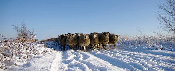 istock Sheep in a winter landscape 530743525