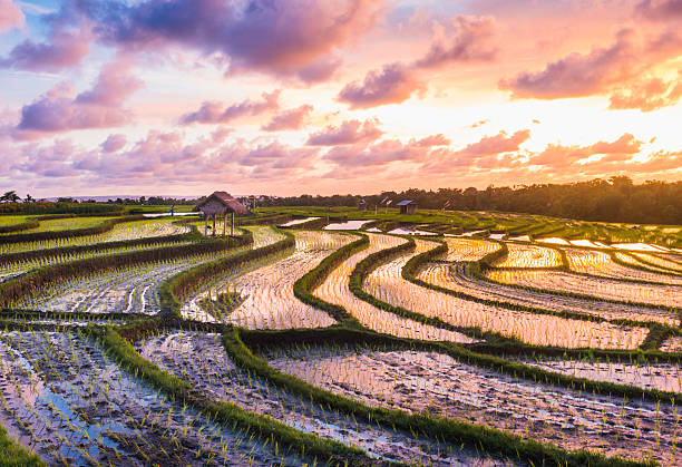 夕日にインドネシアバリ島ライスフィールド - bali indonesia rice paddy rice ストックフォトと画像