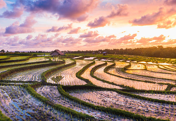 Sunset Over Bali Indonesia Rice Fields stock photo