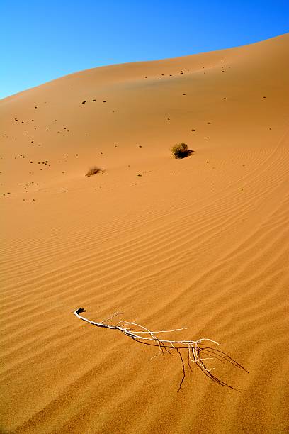 istock Dried branch in Badain Jaran desert, Inner Mongolia 530744385