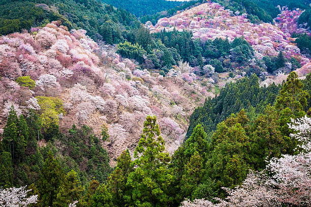 Mount Yoshino with cherry blossoms Cherry blossoms on the slopes of Mount Yoshino near Nara, Japan mt yoshino stock pictures, royalty-free photos & images