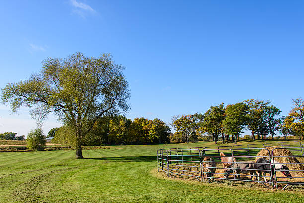 istock Trees and Animals in a Farm 530744881