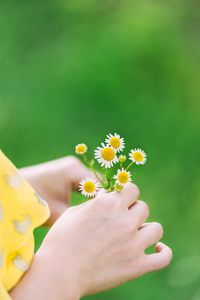 istock Delicate camomile in female hands. 530745214