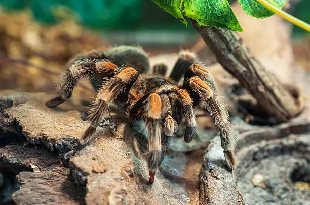Photo of mexican redknee tarantula