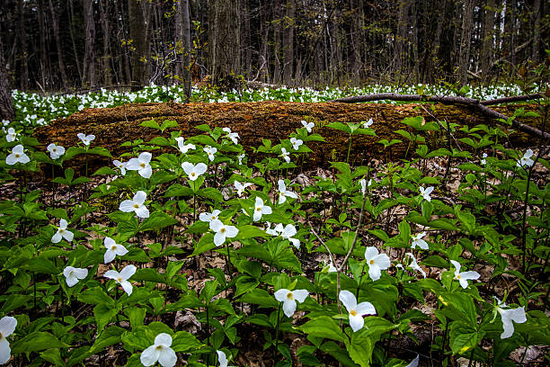 With trillium plants. leaves and petals come in threes