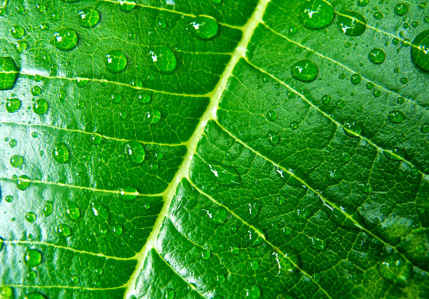 istock Leave and water drops detail, Leaf with raindrop 530747328