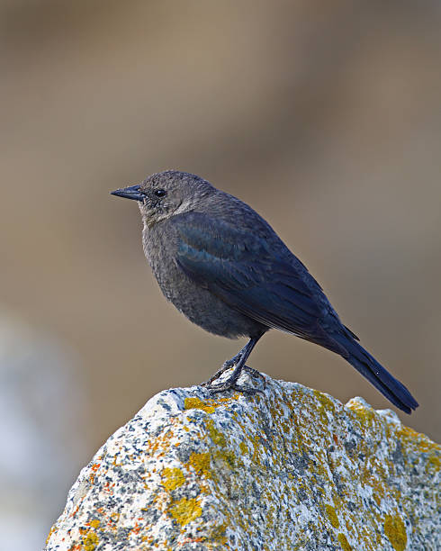 istock Brewer's Blackbird Female 530747704