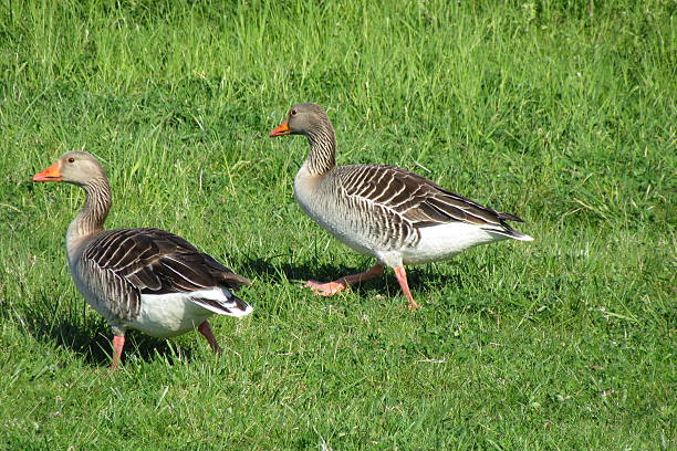 istock Goose - free bird family walking 530748352