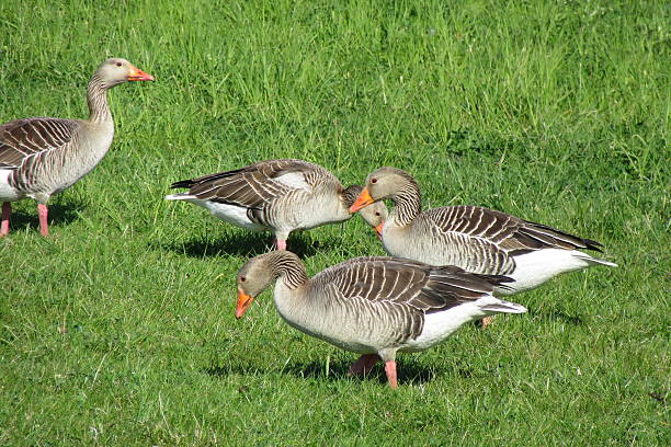 istock Goose - free bird family walking 530748448