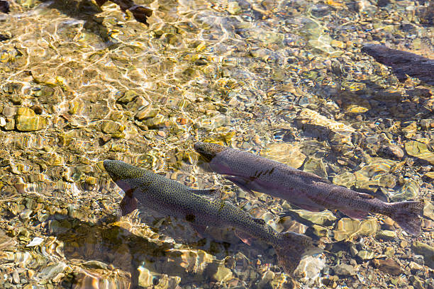 łosoś w rzekę - chinook salmon zdjęcia i obrazy z banku zdjęć