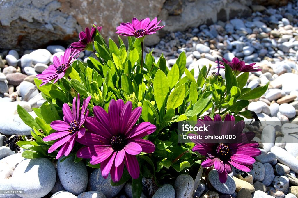 Beautiful flowers of garden Beautiful garden flowers,summer flower background Arrangement Stock Photo