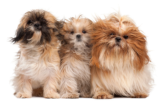 Three Shih-tzus with windblown hair in front of white background
