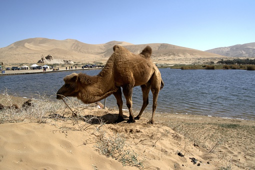 Camel on Badain lake's shore, in Badain Jaran desert. In the background the giant statue of Genghis Khan. This desert is home to some of the tallest stationary dunes on Earth, some reaching a height of more than 500 meters. The desert features over 100 lakes that lie between the dunes, some of which are fresh water while others are extremely saline. 